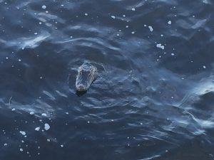 Hungry gator waiting for food at Beef O Brady's